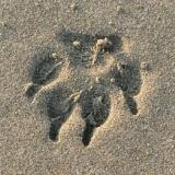 39. The Wolf s Footprint Indian Naturalism